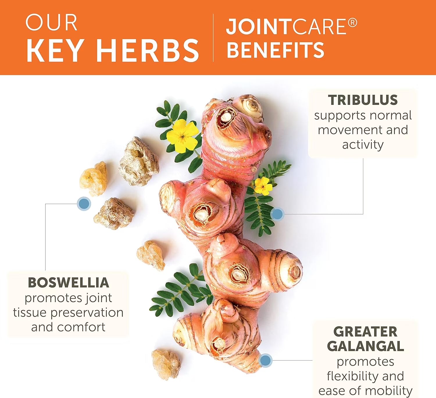Jointcare with Boswellia, Joint Supplement for Men and Women, 1200 Mg, 120 Capsules, 1 Month Supply